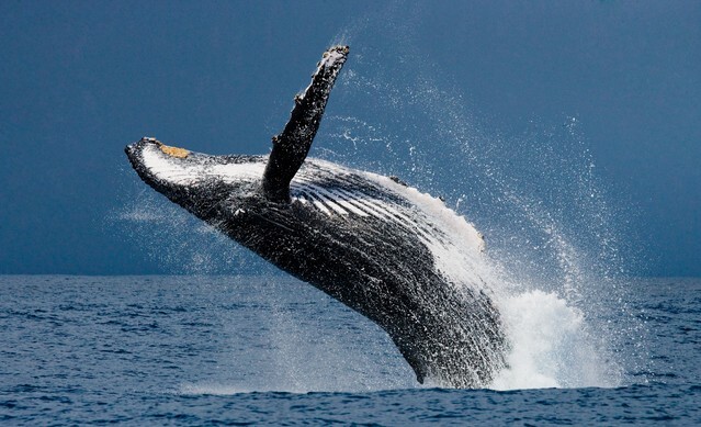Jumping humpback whale
